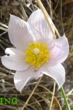 Northern Spring