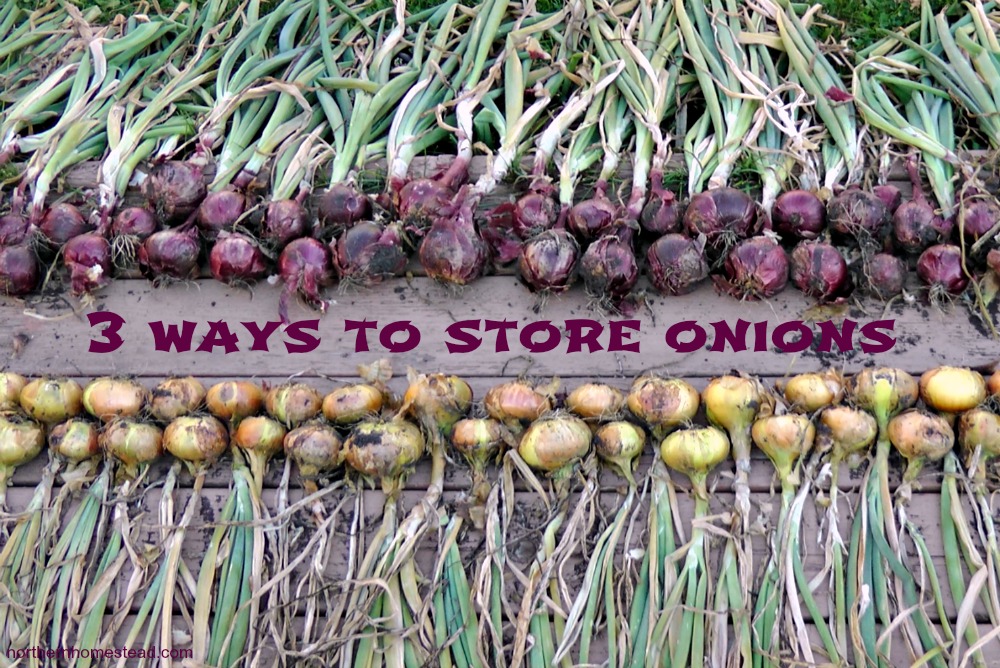 3 Great Ways to Store Onions Northern Homestead