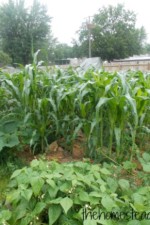 thehomesteadinghippy
