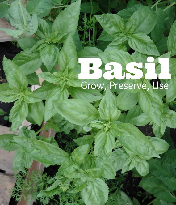 Fresh and Dry Basil in the Winter Northern Homestead