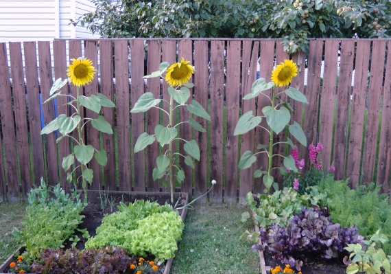 3 Great No Till Gardening Methods - Northern Homestead