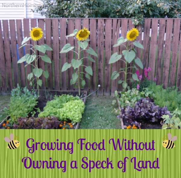 Growing Food Without Owning a Speck of Land