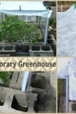 Old Windows Temporary Greenhouse