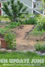 Garden Update June 2014