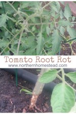 Tomato Root Rot