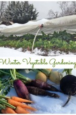 Winter Vegetable Gardening