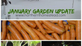 January Garden Update - A winter growing, winter harvest experiment in Zone 3. And a new growing adventure with the Tower Garden.