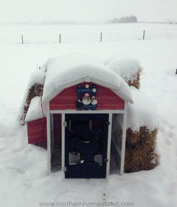Keeping Chickens in Serious Winter like zone 3 winter, where ...