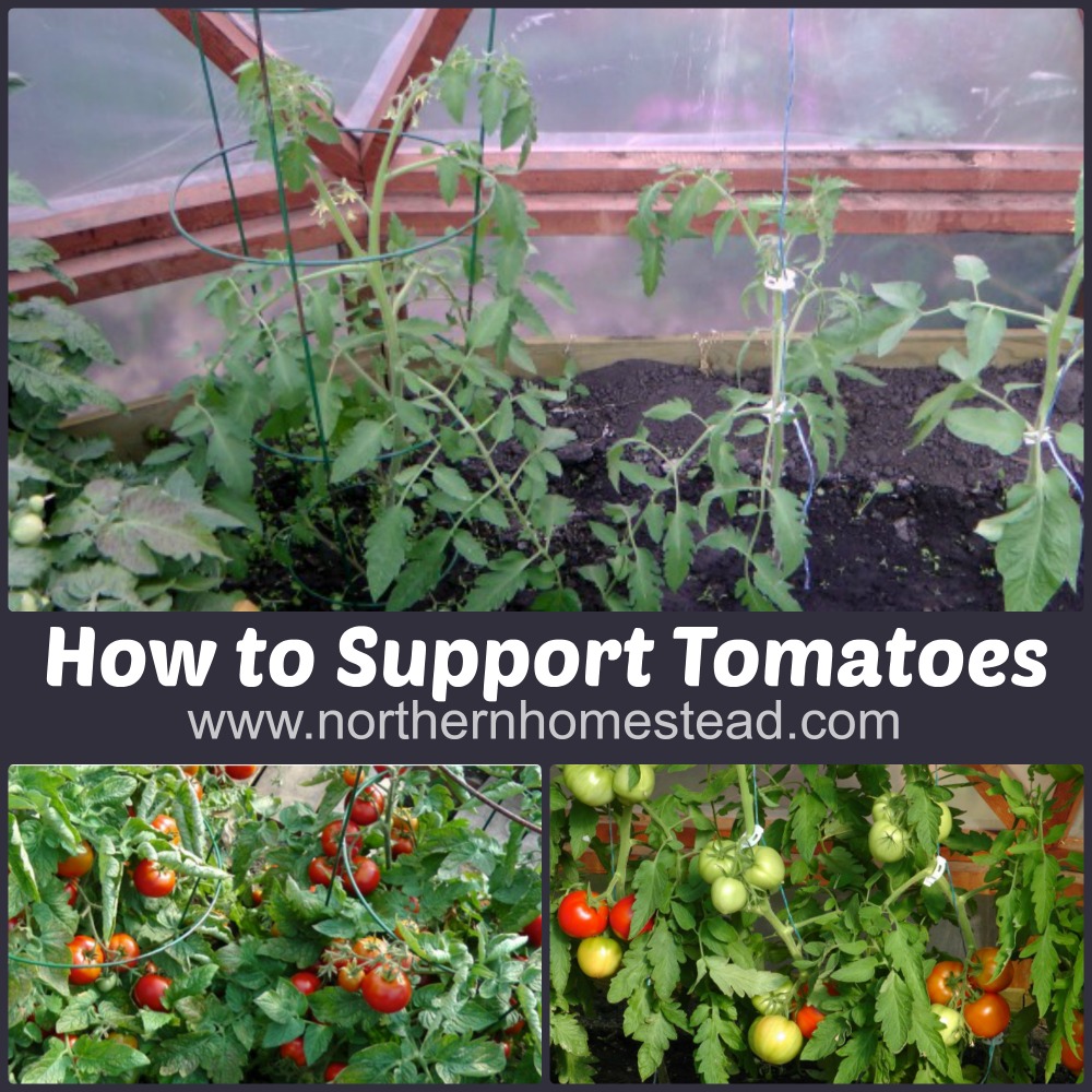 How to Support Tomatoes Northern Homestead