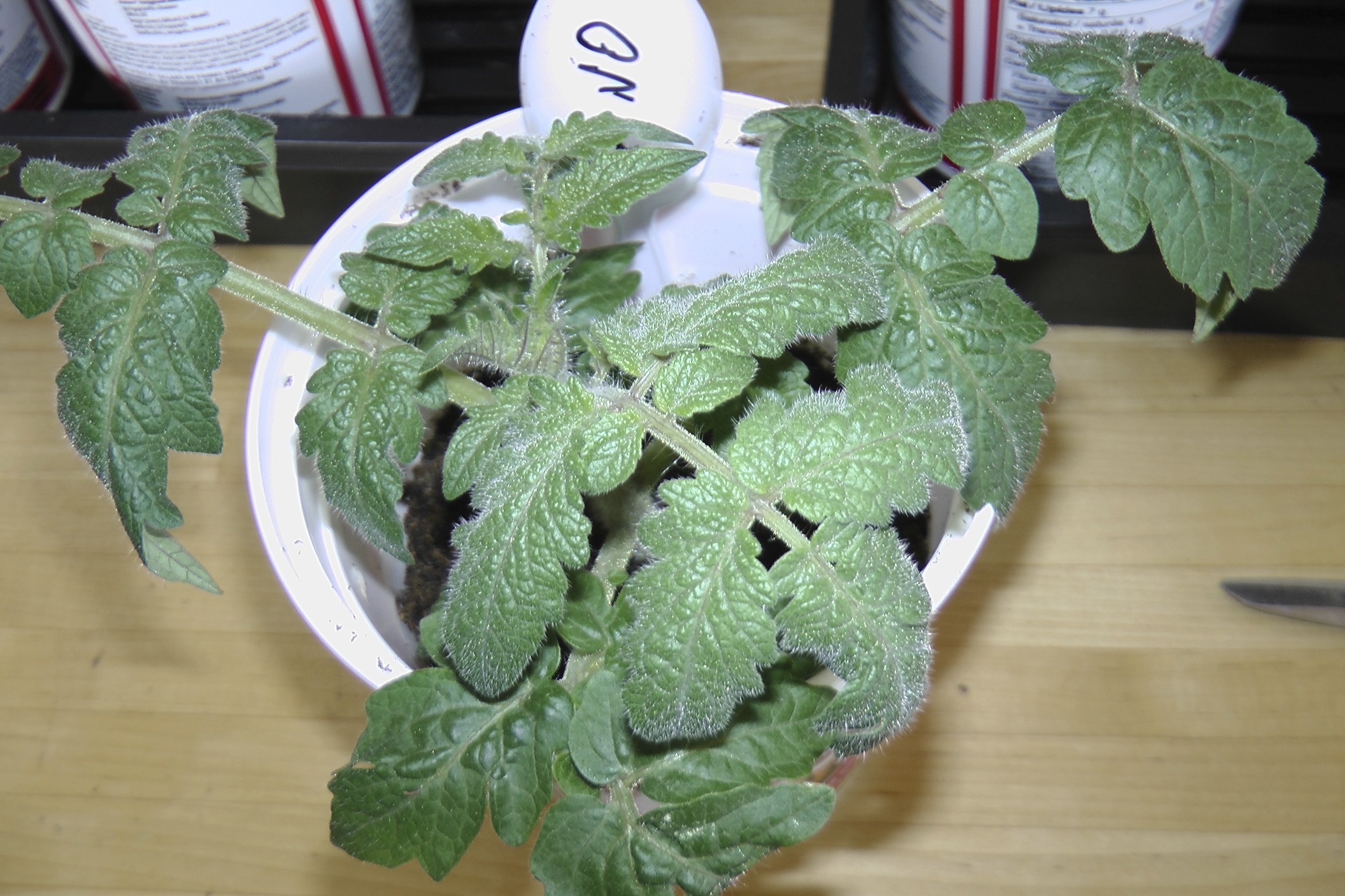 Growing Tomatoes in Cold Climate Northern Homestead