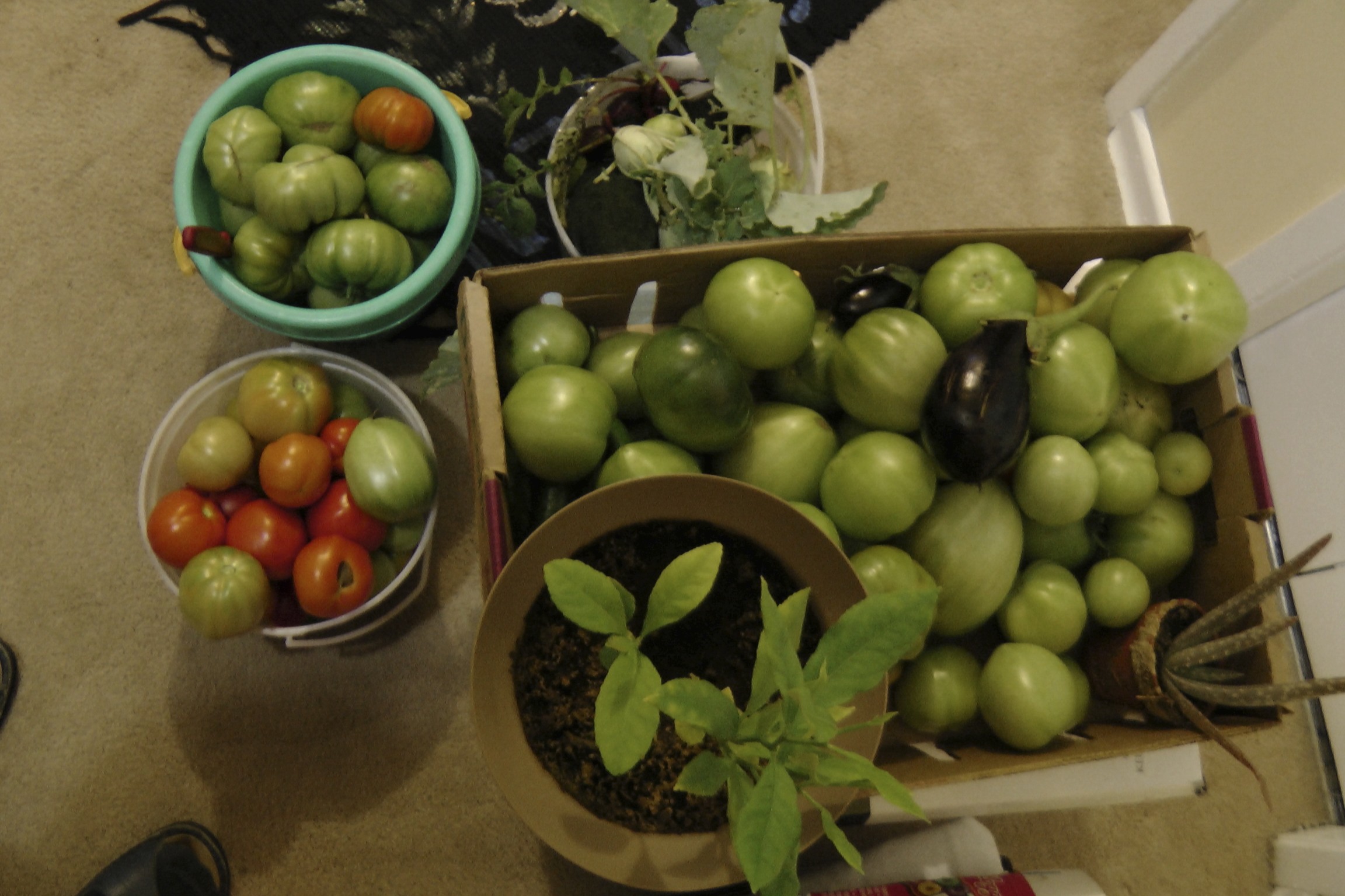 how-to-ripen-green-tomatoes-northern-homestead