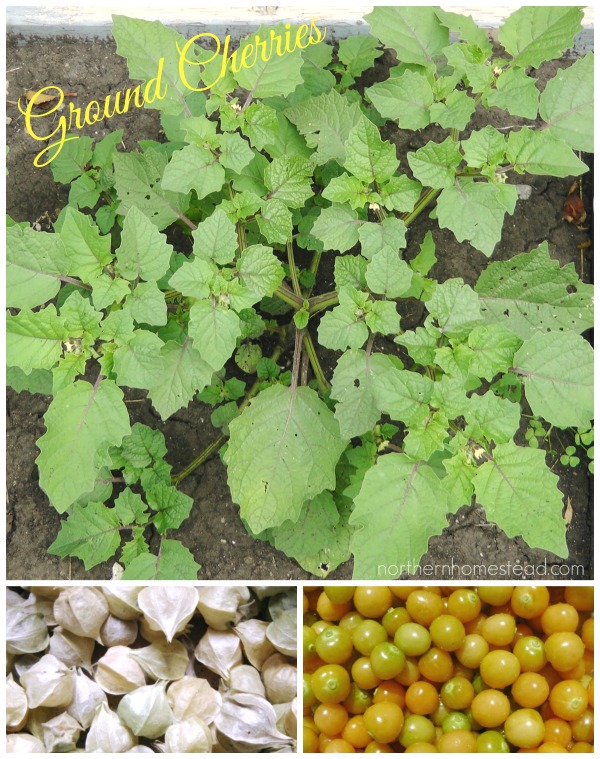 Do ground cherries need to be refrigerated