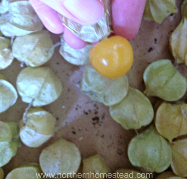 Ground Cherries