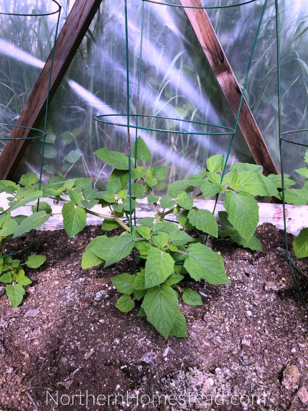 How To Grow and Use Ground Cherries