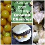 Ground Cherries are little orange fruit inside an attractive paper wrapper. How-to grow, store and use Ground Cherries in yummy recipes.