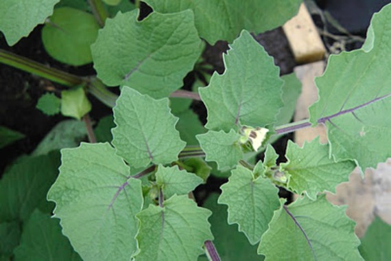 Ground Cherries