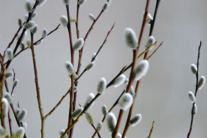 Northern Spring - Northern Homestead