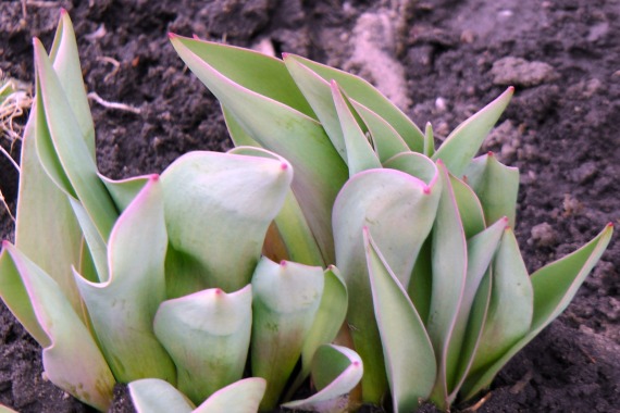 Perennial Favorites in our Northern Garden - Northern Spring