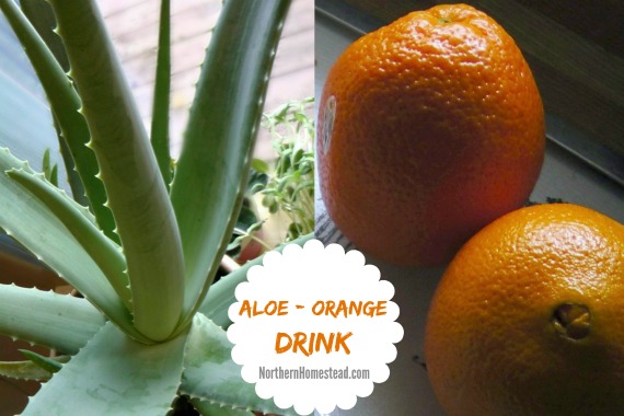 Aloe Orange blended together eliminates the taste of Aloe. A very healthy and tasty drink. To enjoy it year round you can freeze oranges and grow your Aloe.