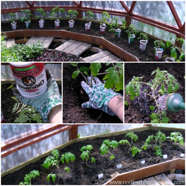 It is always a very exciting day when tomato plants can go into the ground! Here a complete guide on how to transplant tomato plants into the ground.