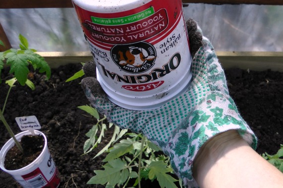 Transplanting tomatoes in the ground