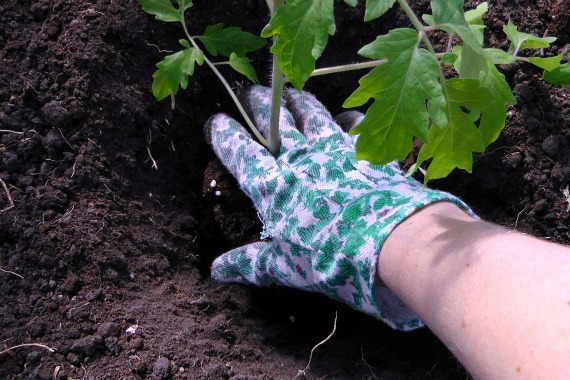 Transplanting tomatoes in the ground