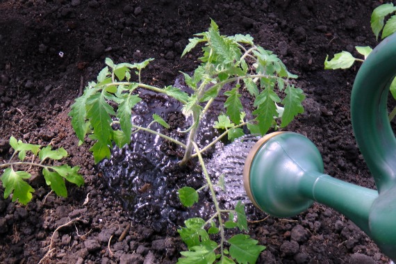 Transplanting tomatoes in the ground