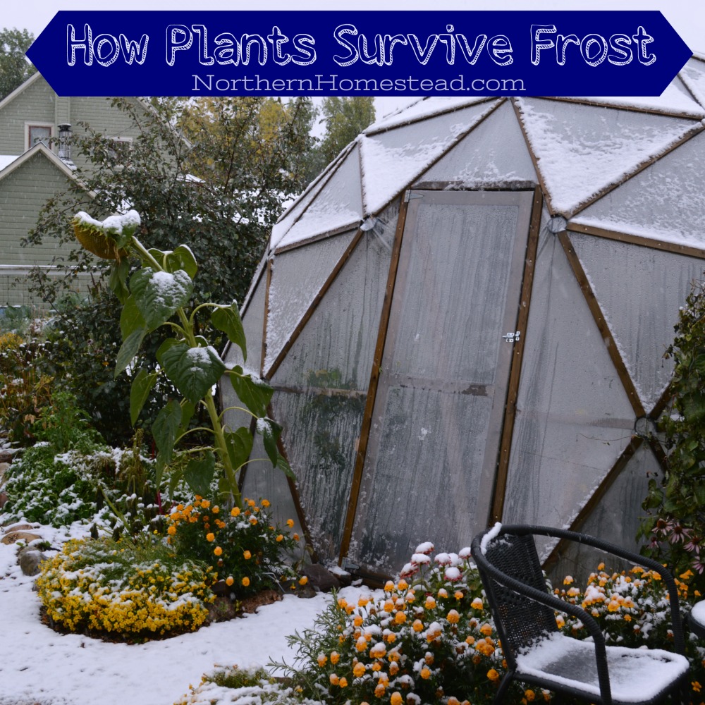 How different plants survive frost