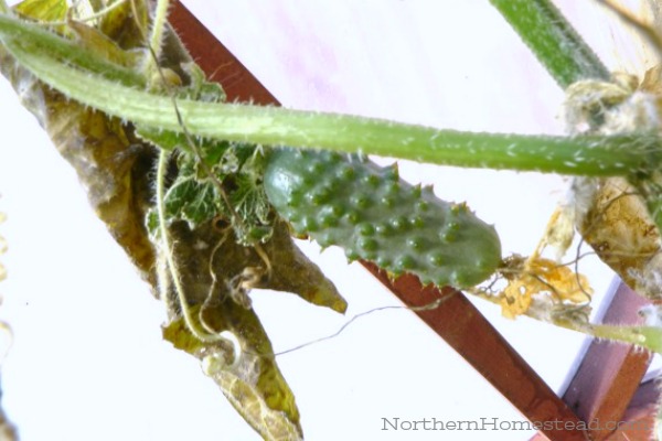 How different plants survive frost