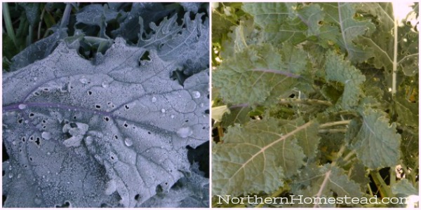 How different plants survive frost