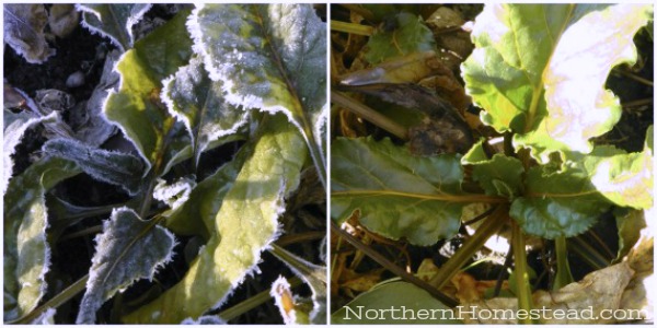 How different plants survive frost