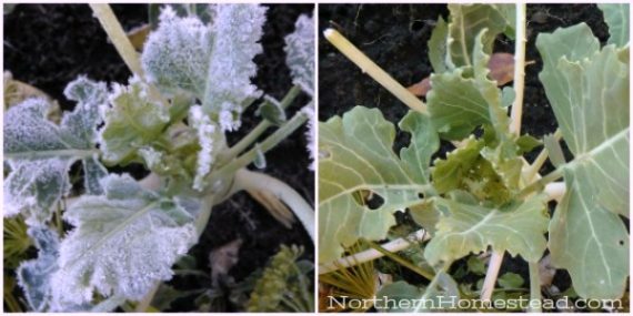 How Different Plants Survive Frost Northern Homestead 