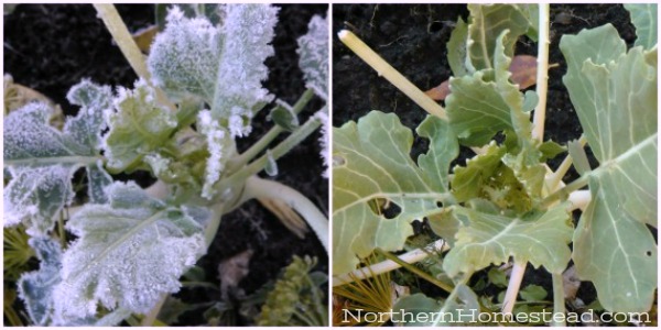 How different plants survive frost