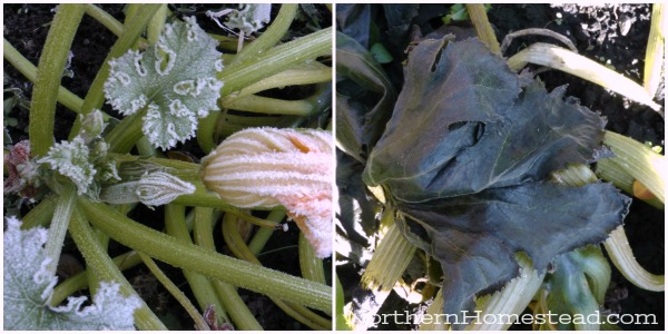 How different plants survive frost