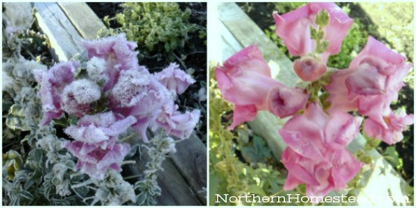 Snapdragons, are hardy flowers. I was amazed to see that even the blossoms that looked solid frozen in the morning, recovered nicely.