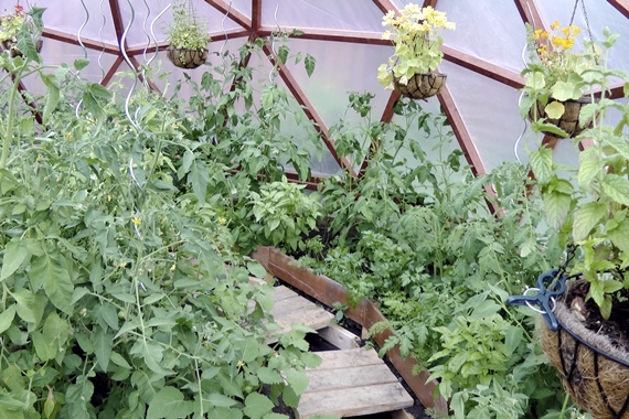 Learn how to support vine and bush type tomatoes in the greenhouse and in the garden. We share our favorite methods that have worked great for many years.