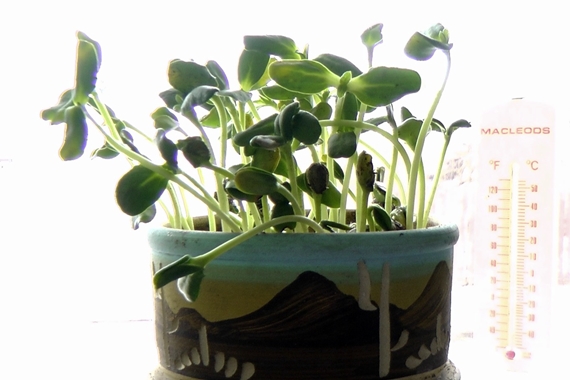 Why and How to Grow Microgreens At Home ~ Homestead and Chill