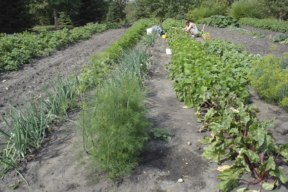 Northern Homestead garden