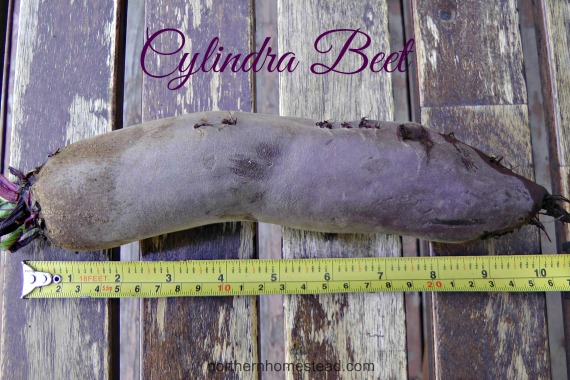 Cylindra Beet