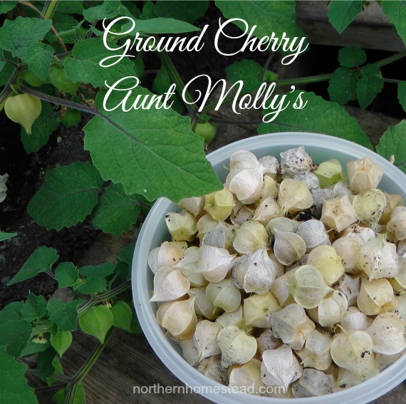 Ground Cherry Aunt Molly's