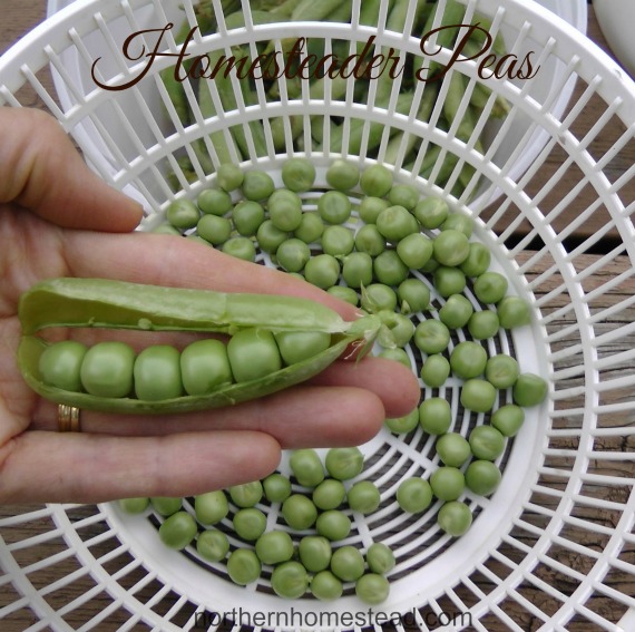 Homesteader peas