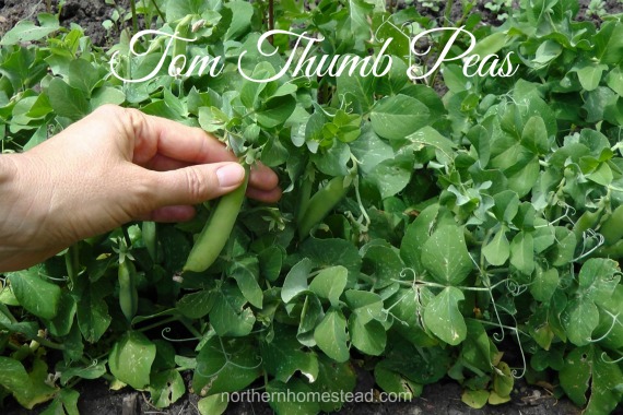 Tom Thumb Peas