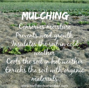 Mulching - a great no till gardening method.