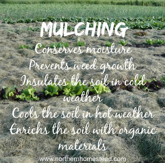 Mulching - agreat no till gardening method.