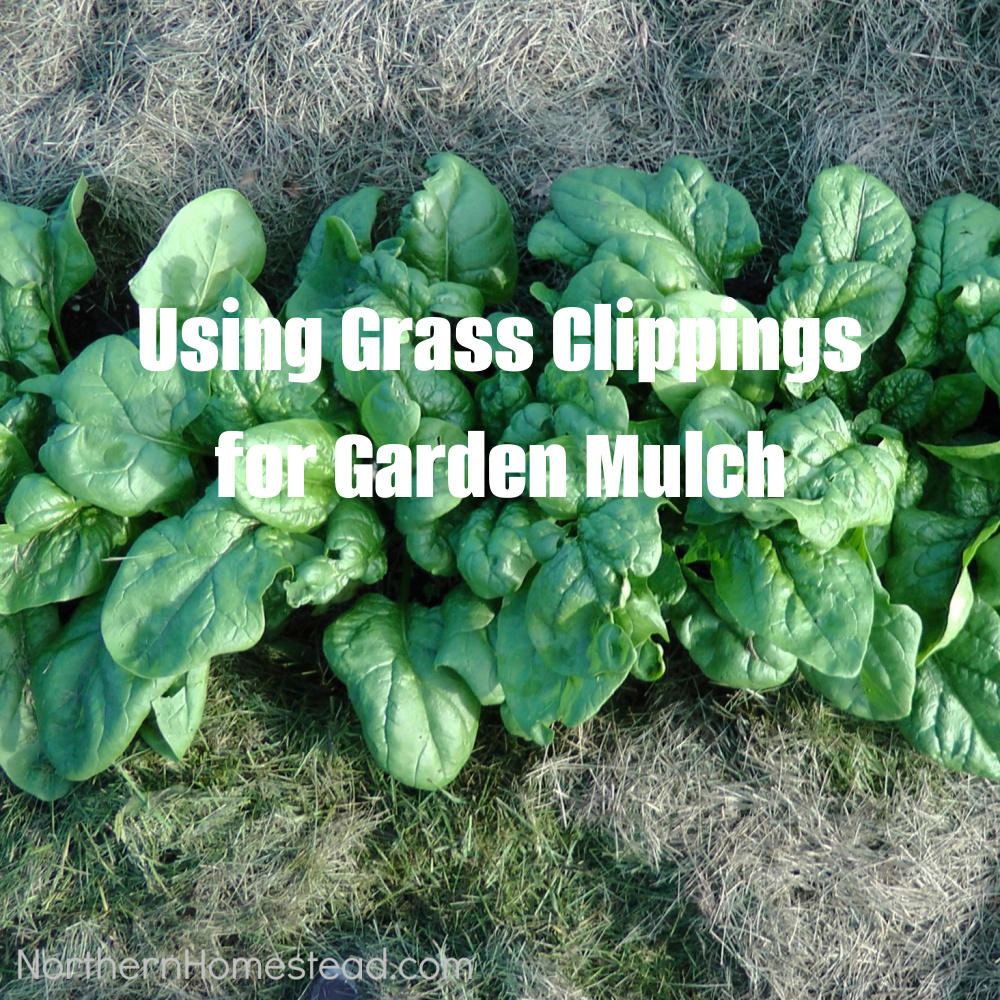 Using Grass Clippings for Garden Mulch