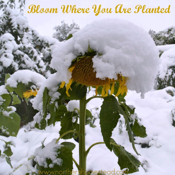 Bloom Where You Are Planted