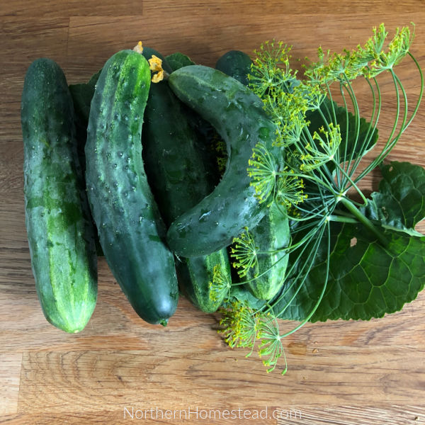 How To Make Lightly Salted Half-Sour Pickles