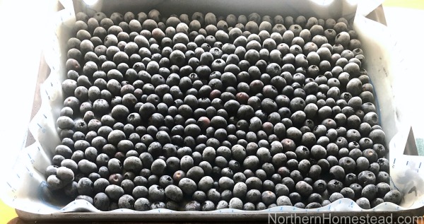 How to freeze berries