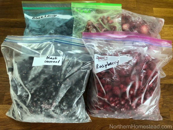 How to freeze berries