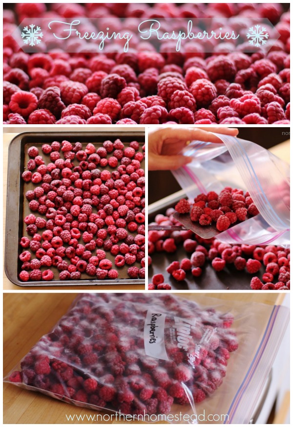 How to Freeze Raspberries - Northern Homestead